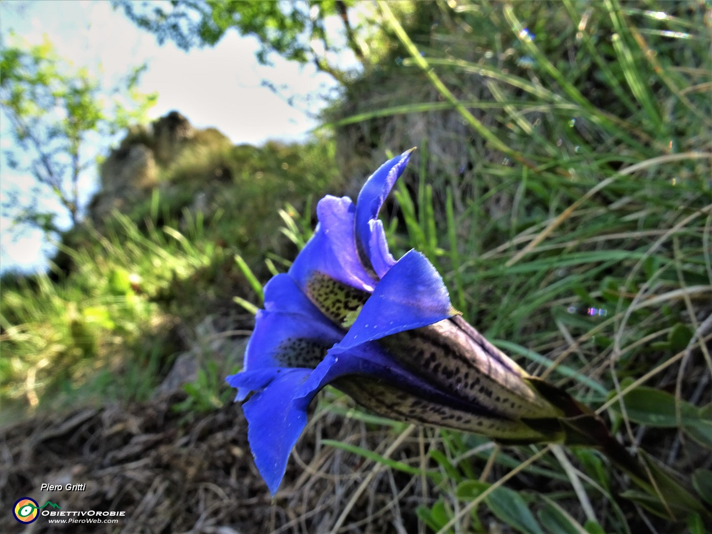 03 Gentiana clusii (Genziana di Clusius).JPG